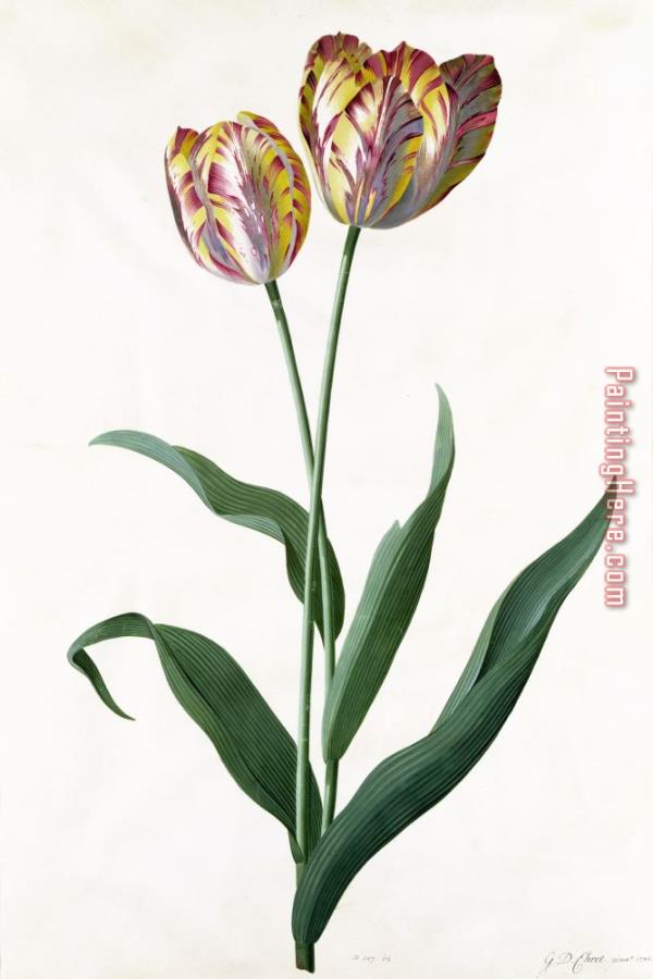 Georg Dionysius Ehret 5 Tulip Tulip